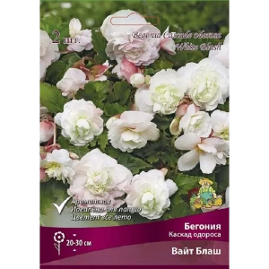 Бегония каскадная Одороса Вайт Блаш, 2 шт