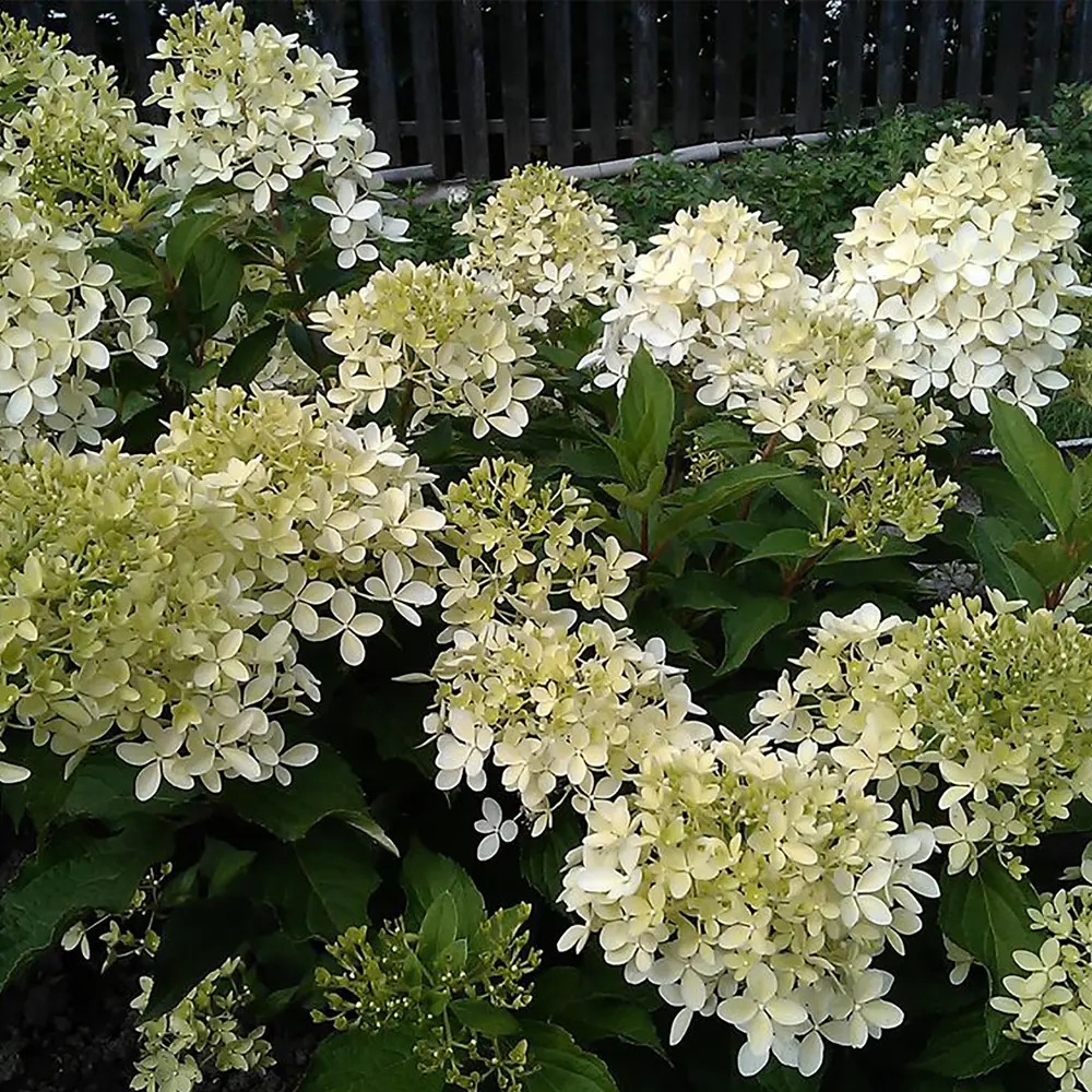 Гортензия Диамантино Santreyd - пышные метёлки с игрой оттенков 18016182 STLM-0009256 - Вид №2