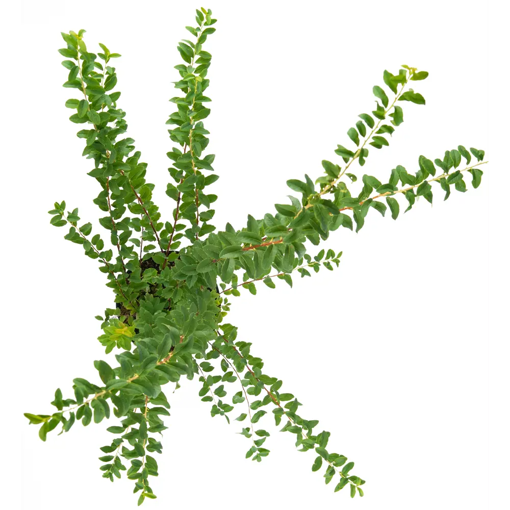 Santreyd Спирея Snowmound - белоснежный фонтан цветов 85292556 STLM-0060897 - Вид №1