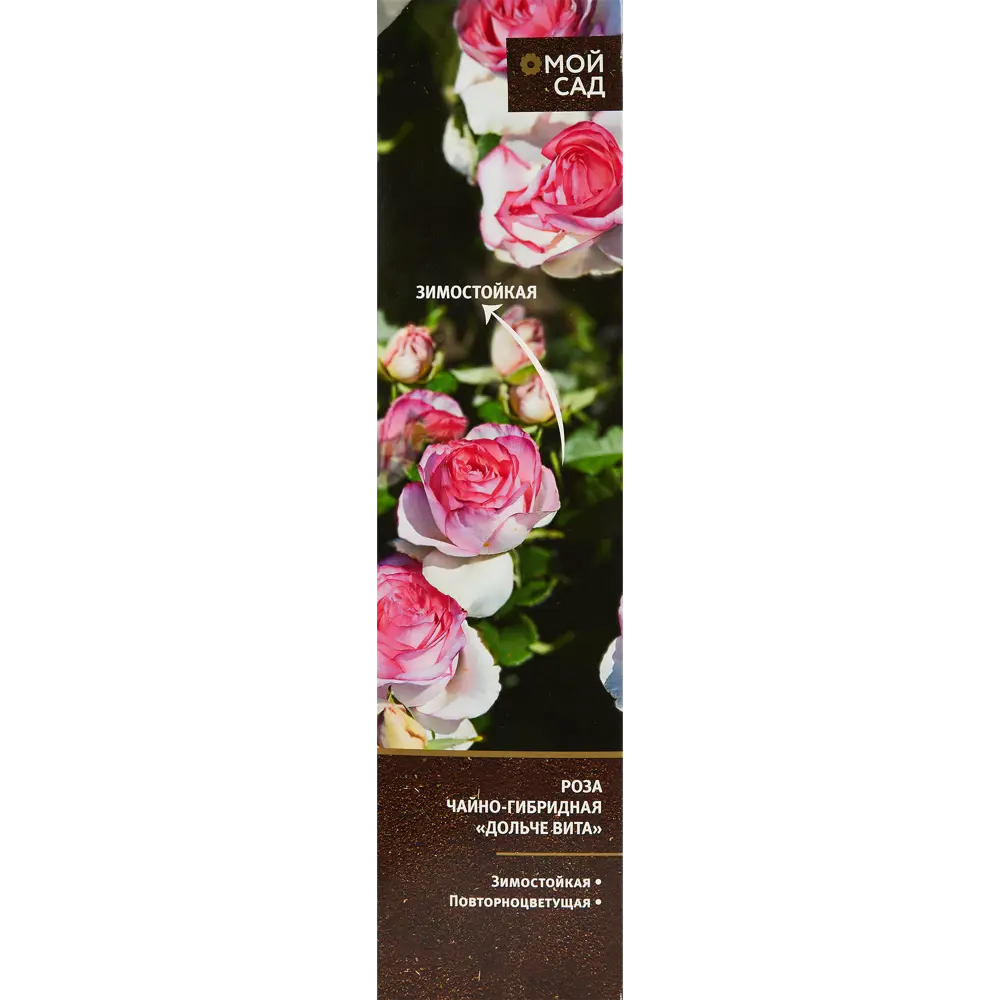 Роза чайно-гибридная Дольче Вита ø9 h30 см 86735590 STLM-2167112 Santreyd 