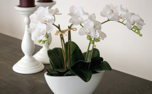 2609 777 a3 Пластиковая орхидея Phalaenopsis, 3-х кратная, в чаше, 38 см, real touch, белая H-andreas