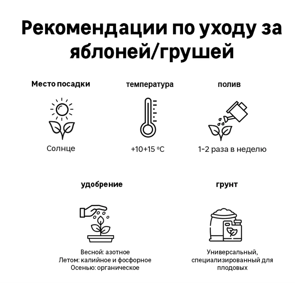 Саженец Яблоня Прима С4 h120-150 см 83023353 STLM-2105107 Santreyd  - Вид №2