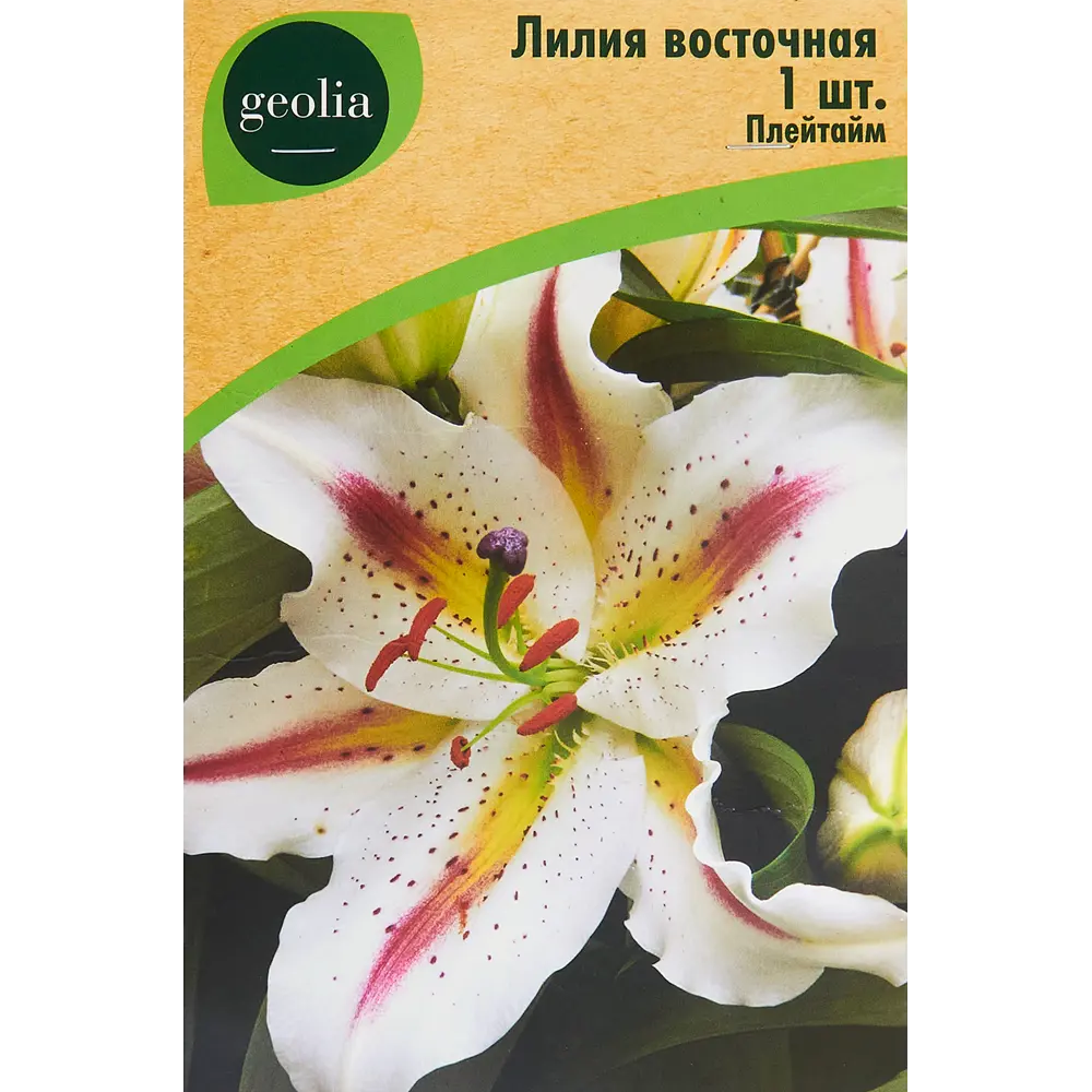 Лилия Geolia восточная Плейтайм STLM-2046053
