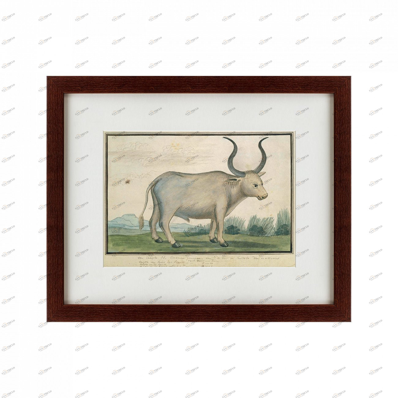 Картина: Cape Ox, 1778 КАРТИНЫ В КВАРТИРУ  135680 Разноцветный 