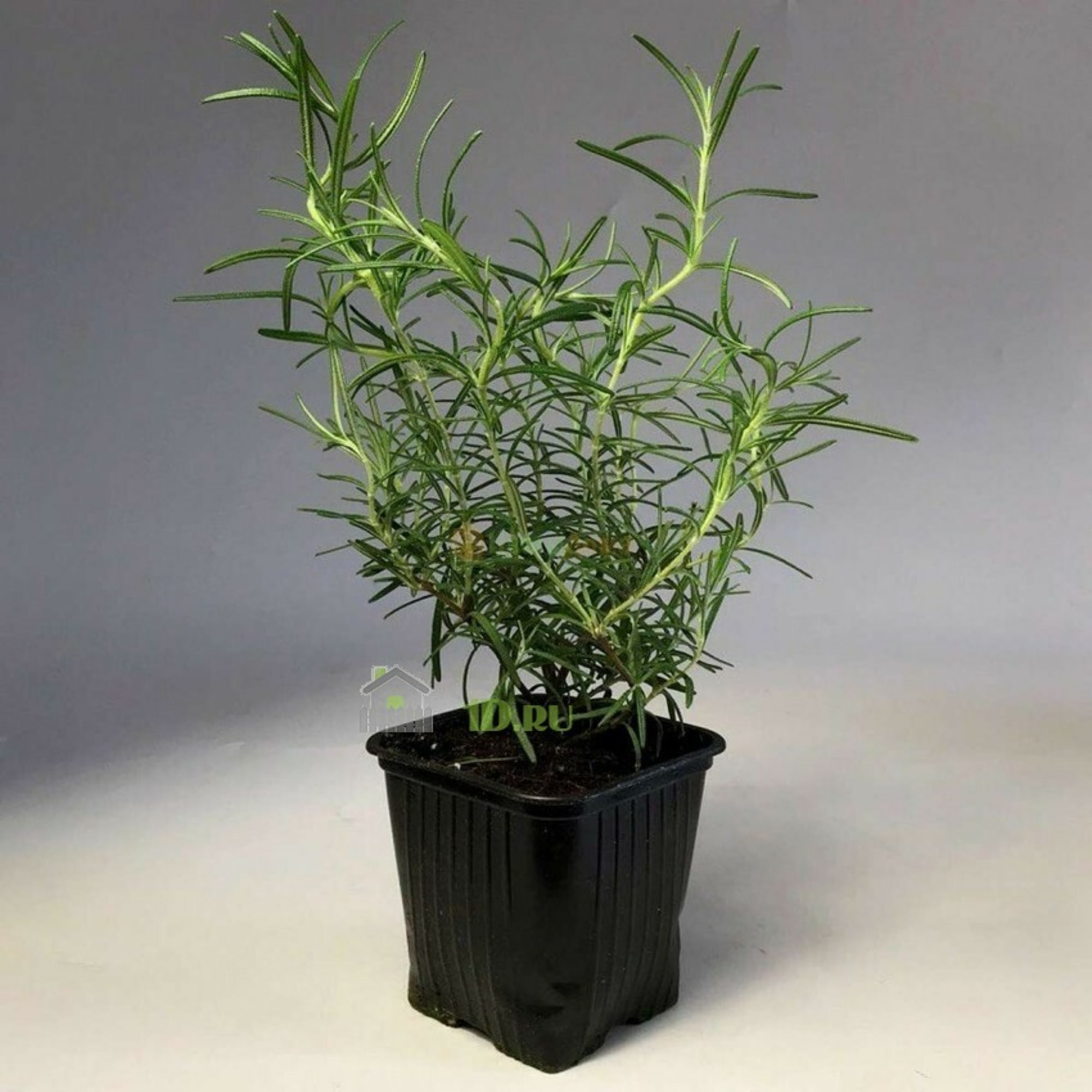 83248599 Розмарин ø9 h15 см Santreyd  - Вид №2