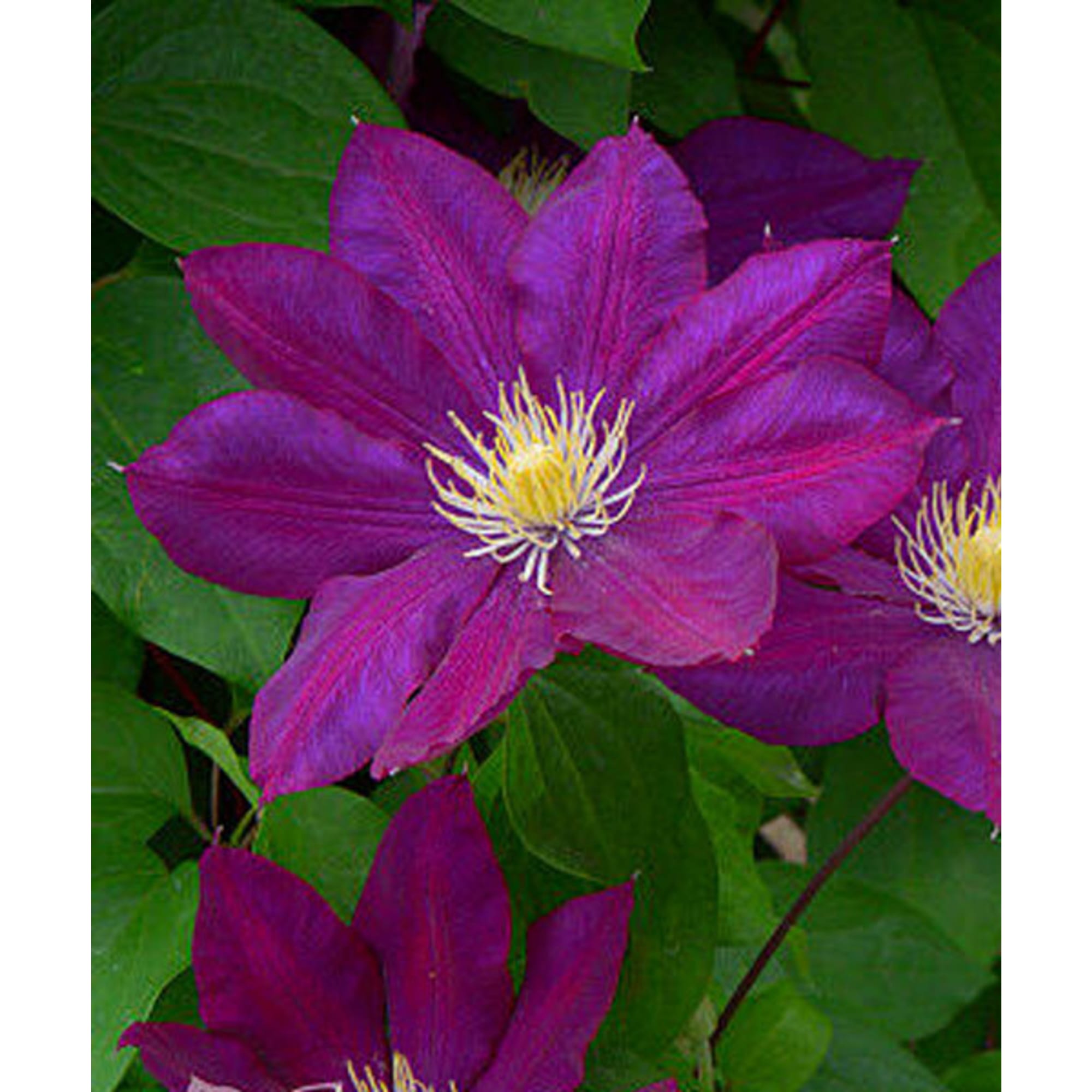 85324317 Клематис крупноцветковый Лех Качинский ø17 h50 см Santreyd  - Вид №1