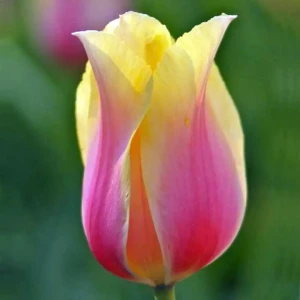 Тюльпан Blushing Lady GEOLIA 11/12 6/36