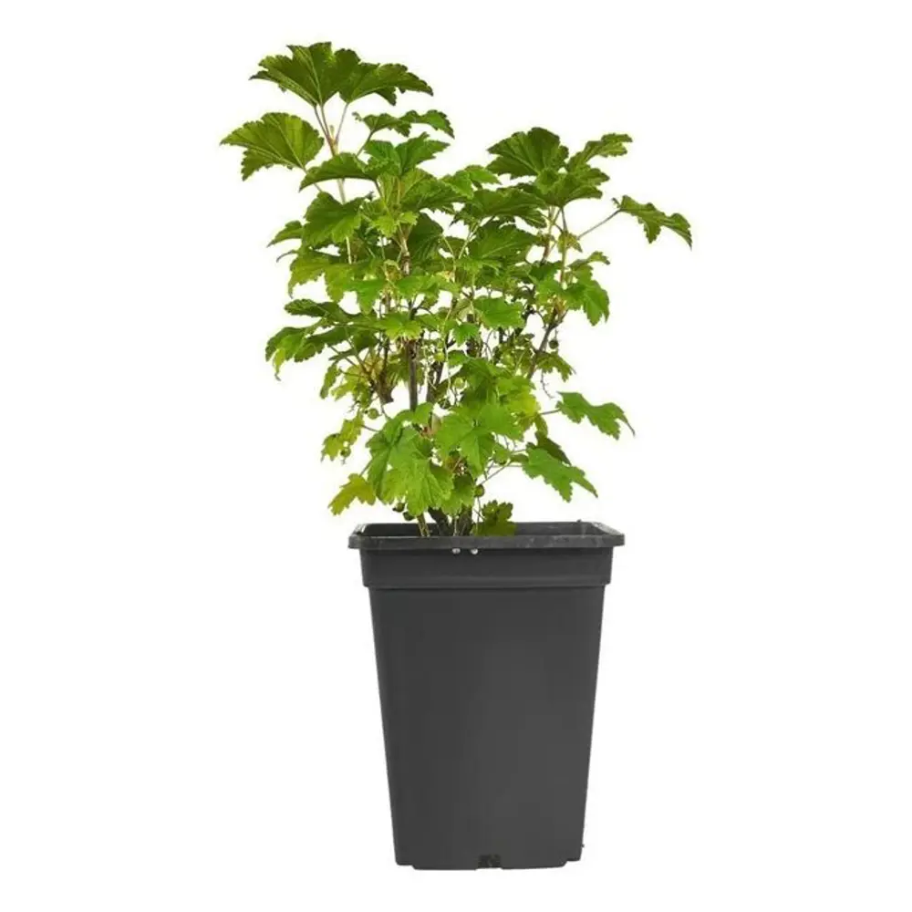 Смородина красная Голландская красная 89465393 STLM-2096124 PLANTMARKET  - Вид №1