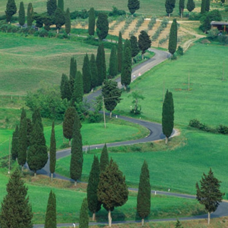 1107/CX38 Картина 1107 Adriani e Rossi  - Вид №1