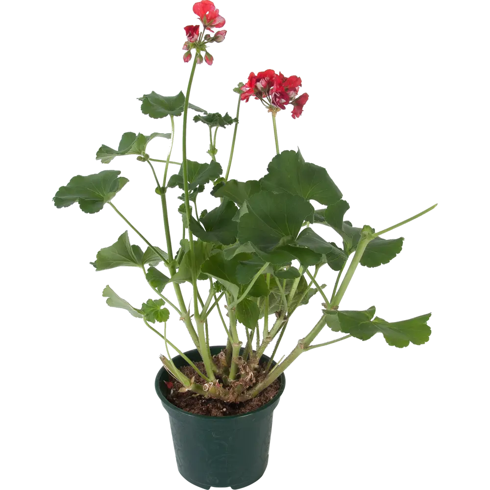 Santreyd Пеларгония зональная - пышное цветение с весны до осени 12511721 STLM-1439697