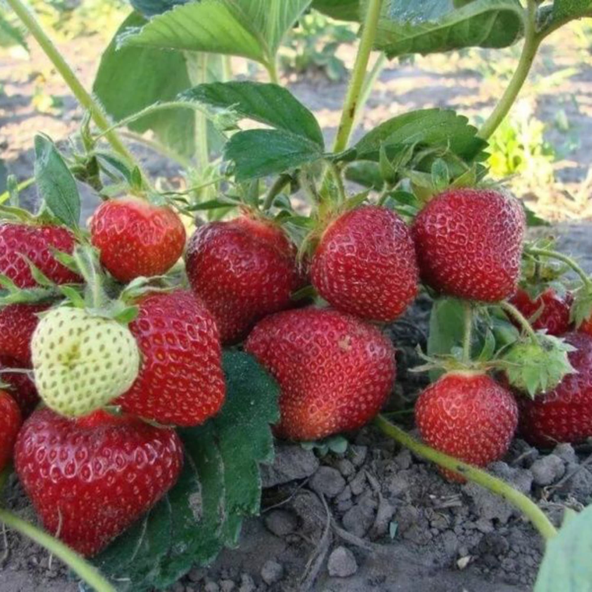 81954882 Земляника садовая «Вима Рина» (клубника) Santreyd  - Вид №2