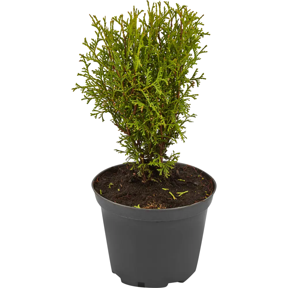 Santreyd Туя Тини Тим: Вечнозеленый шар для ландшафтного дизайна 85320110 STLM-0061315 - Вид №1