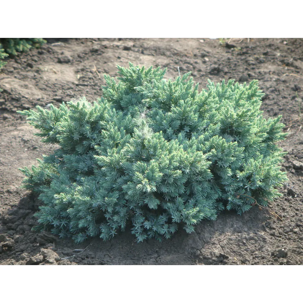 Можжевельник чешуйчатый Блю Свиде ø22 h40 - 45 см 87691121 STLM-2149191 PLANTMARKET 