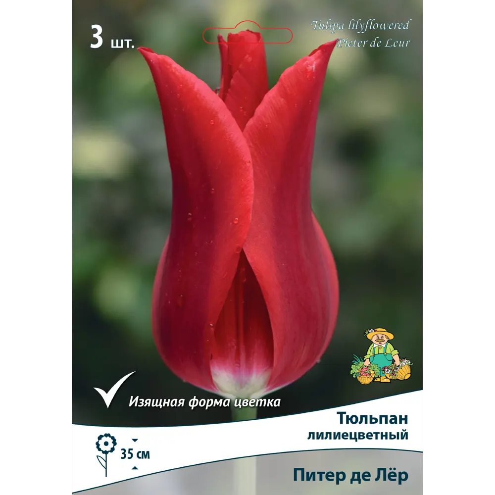 Тюльпан лилиецветный «Питер де Лёр», высота 40 см, 3 шт Santreyd STLM-2142436