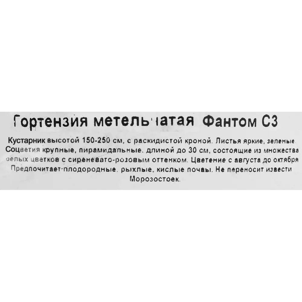 Гортензия Фантом Santreyd - бело-розовая метельчатая красавица 18016174 STLM-0009255 - Вид №2