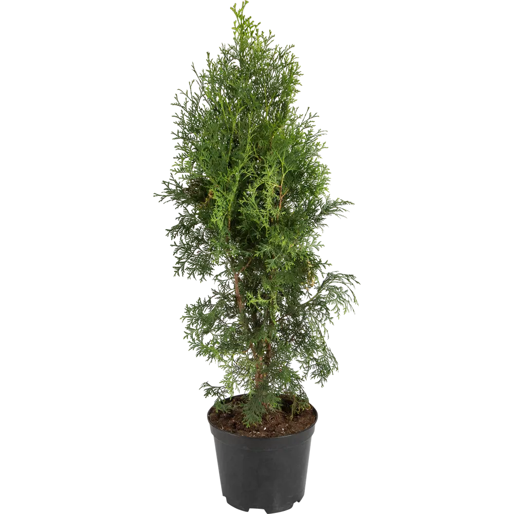 Туя западная «Колумна» 22x50 см 82550330 STLM-2165953 ГАВРИШ 