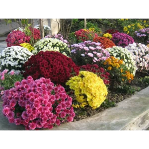 Хризантема микс разноцветная для сада ø22 см 89432543