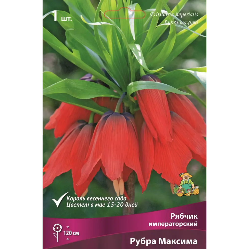 ПОИСК Рябчик императорский Рубра Максима - экзотический многолетник с алыми цветами 89381411 STLM-1574468 - Вид №1