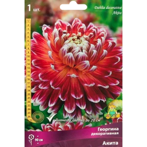 Георгина декоративная Акита луковица I