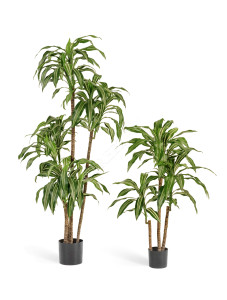 10.58203NW Драцена Джанет Крейг бело-зелёная Цветочная коллекция