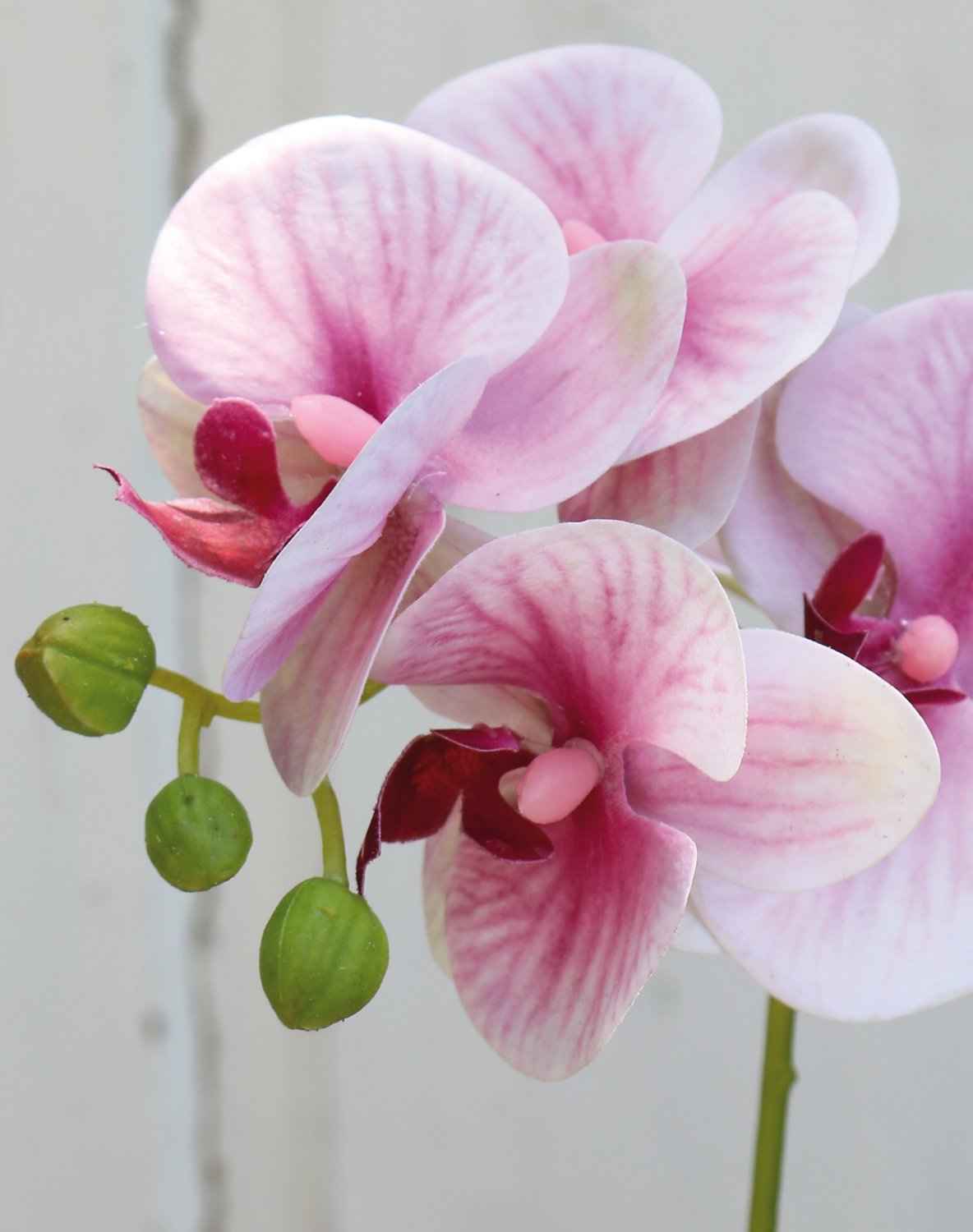 2601 510 a3 Искусственная орхидея Phalaenopsis, 37 см, real touch soft, роза H-andreas 