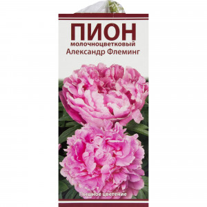 82319601 Пион молочноцветковый «Александр Флеминг», размер луковицы I