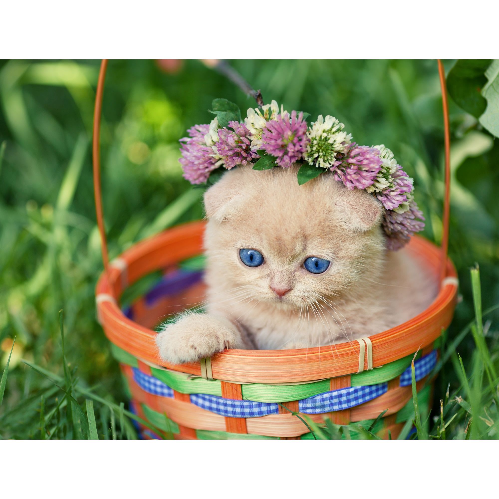 17981669 Картина на холсте «Котёнок бежевый в корзине» 30х30 см Santreyd 