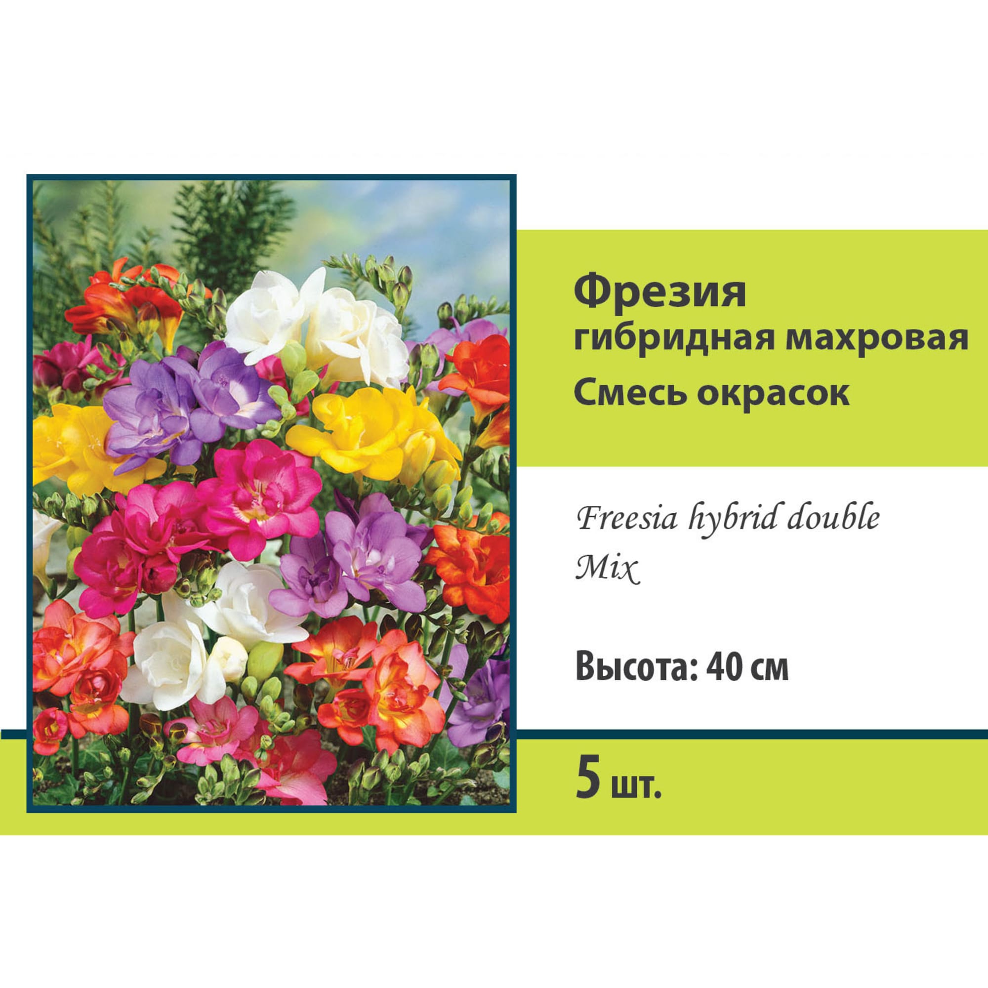 83597218 Фрезия гибридная махровая микс луковица 5/6 Santreyd 