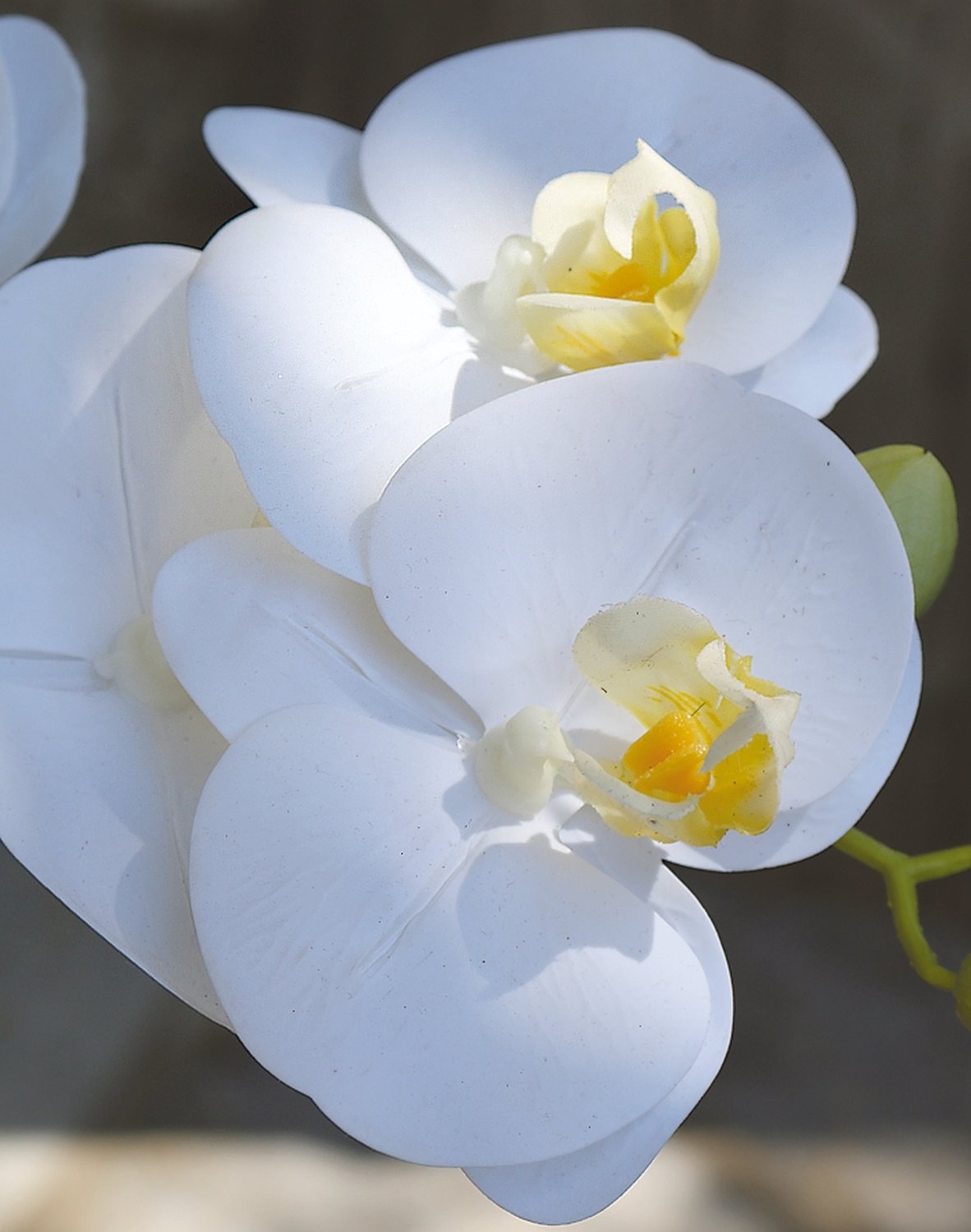 2843 778 a3 Пластиковая орхидея Phalaenopsis, 64 см, real touch soft, бежево-белая H-andreas 