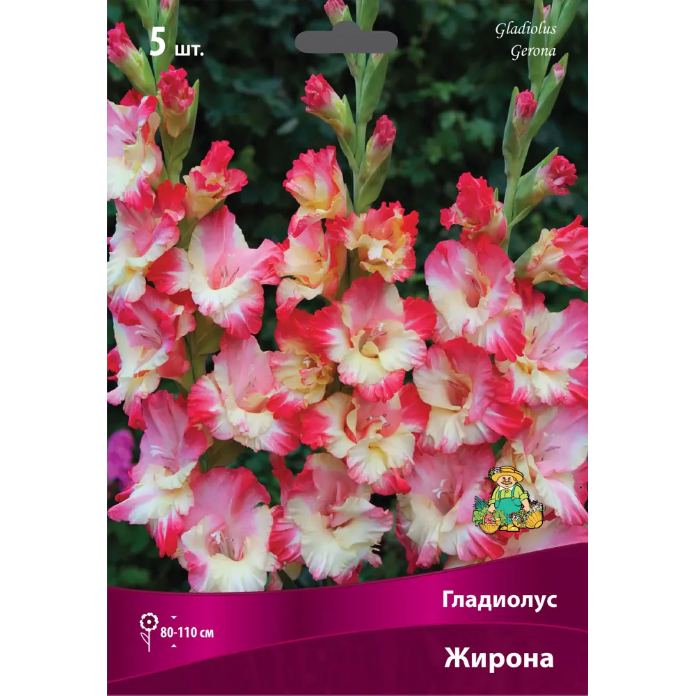 Гладиолус крупноцветковый Жирона луковица 12/14 ПОИСК STLM-2097190