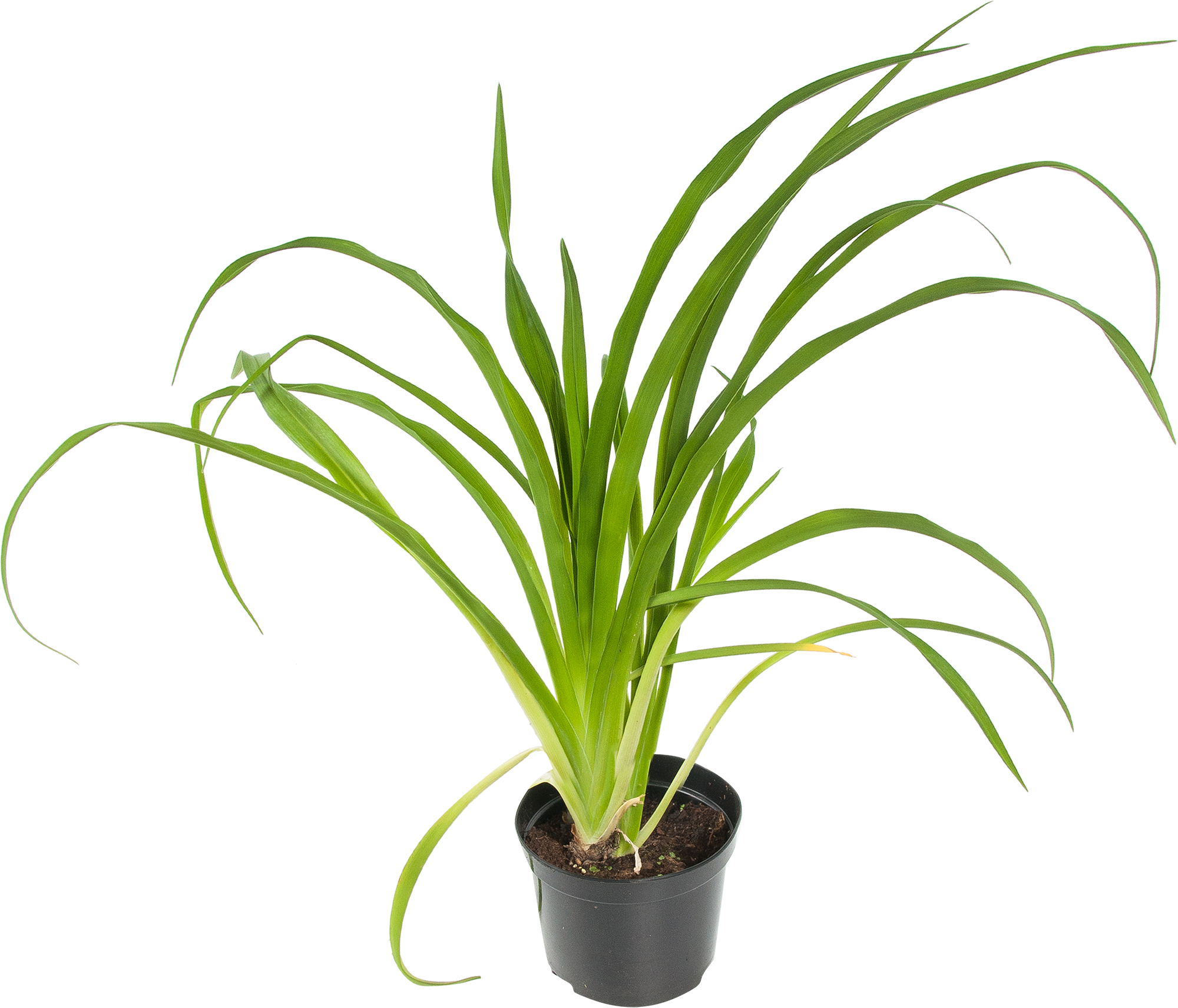 82625237 Лилейник «Аутумн Ред» 15x45 см STLM-0032160 PLANTMARKET