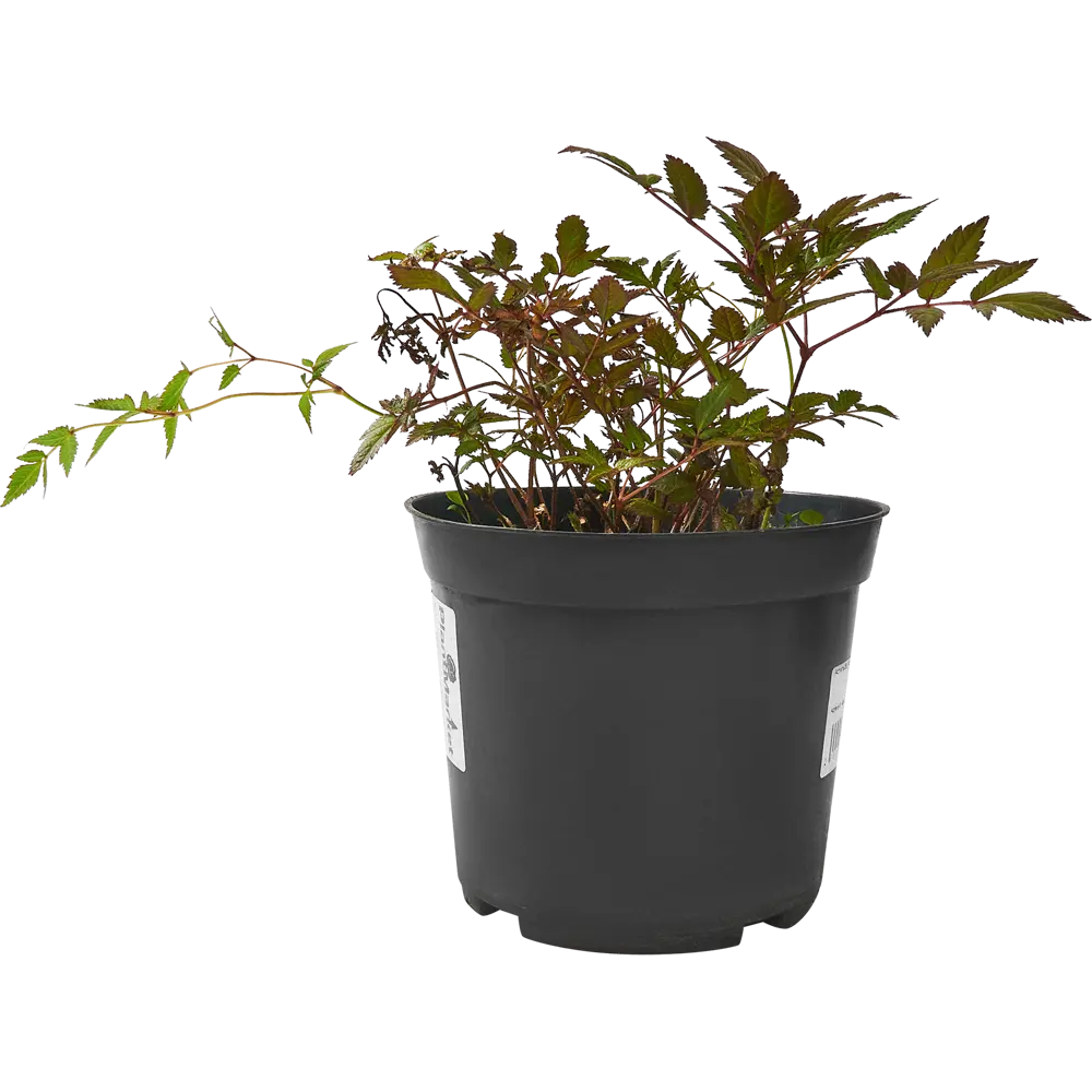 Астильба арендса Гранат C3 ø15 h30 см PLANTMARKET STLM-2054962