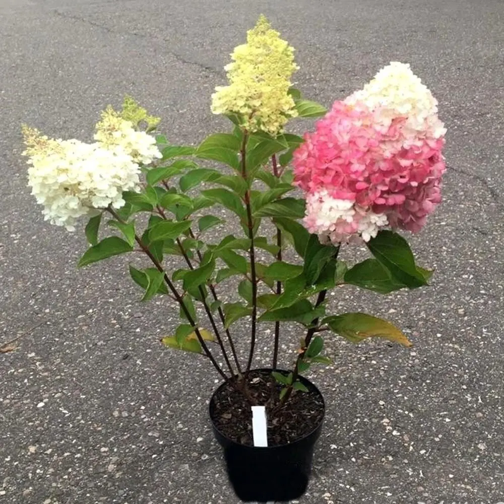 Гортензия метельчатая Пинки Промис ø19 h55 см 88790176 STLM-2090574 PLANTMARKET 