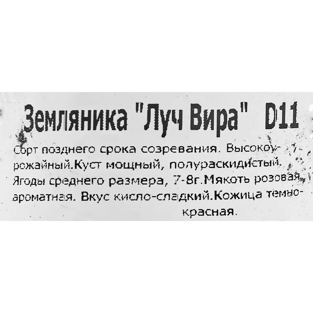 Земляника ремонтантная Луч Вира 11x15 см 83597604 STLM-2071259 Santreyd  - Вид №1