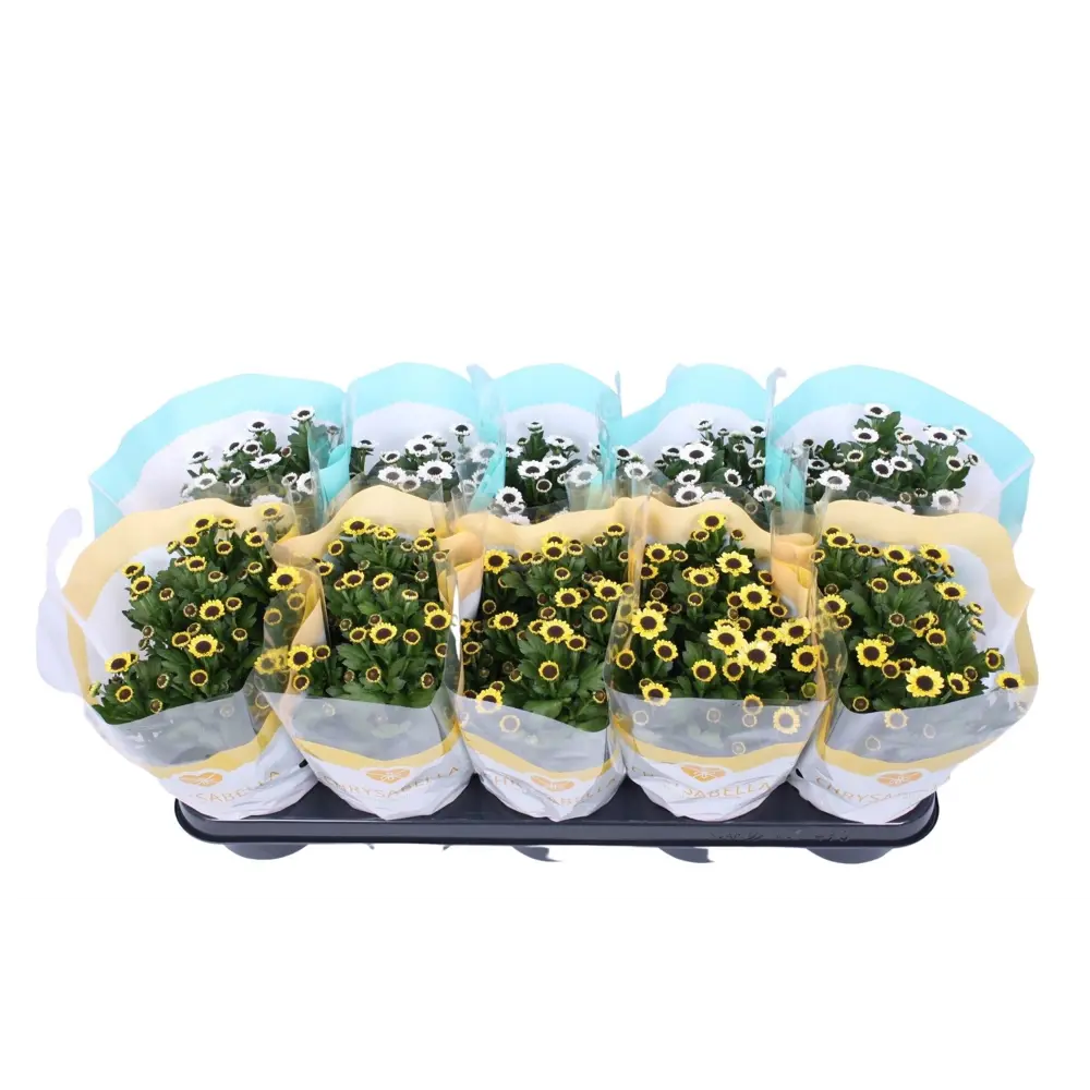 Santreyd Хризантема Инь-Ян - элегантное украшение интерьера 86750228 STLM-0956941