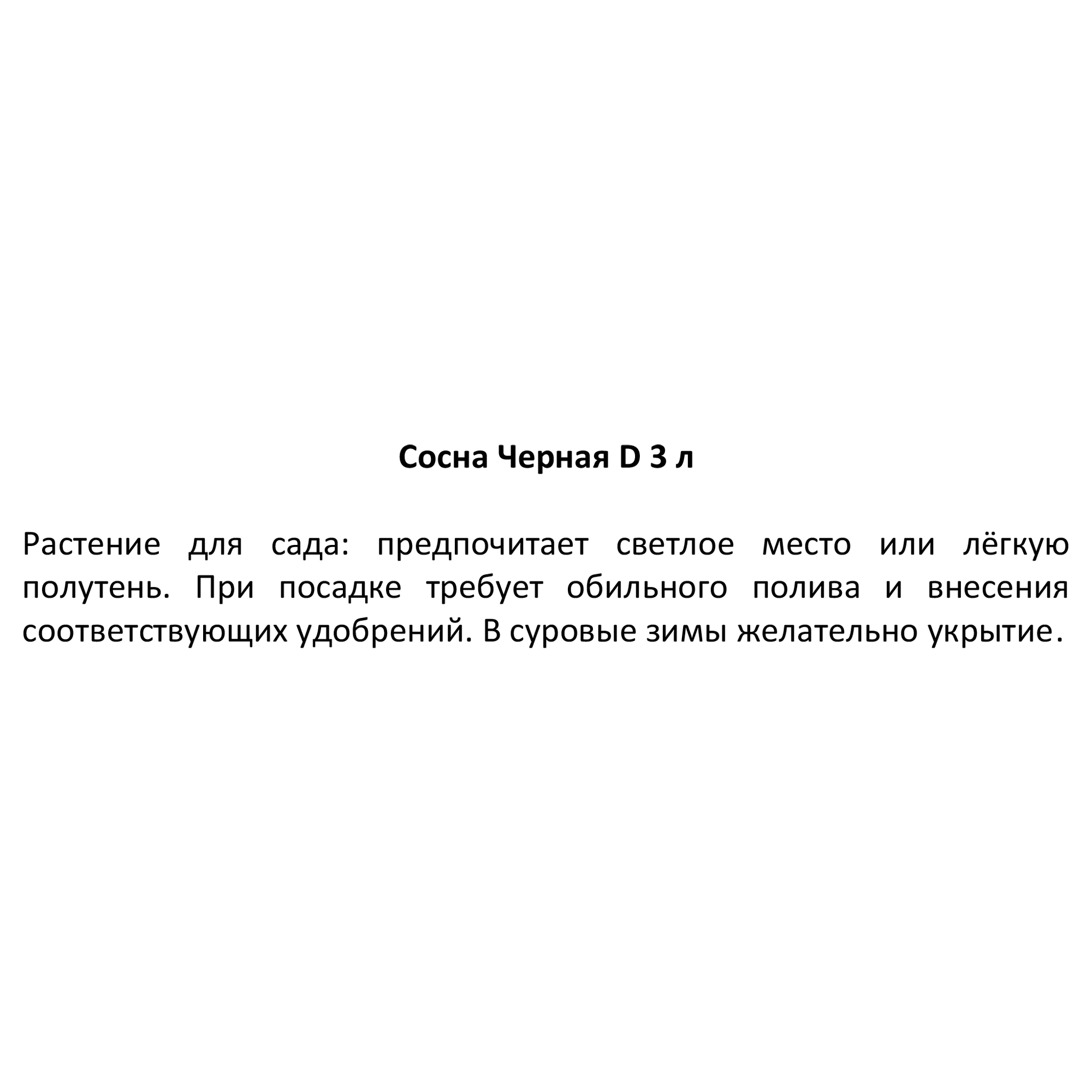 Сосна черная Santreyd - стройное хвойное дерево для ландшафтного дизайна 87718662 STLM-0075334 - Вид №2