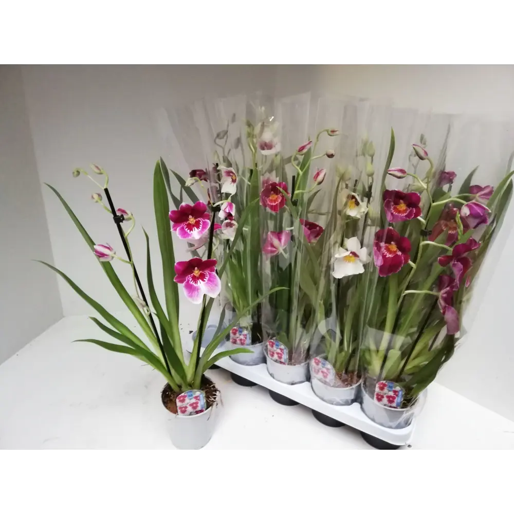 Мильтония Орхидея Цветущая комнатная в горшке ø12 см 89412426 Santreyd STLM-1583852