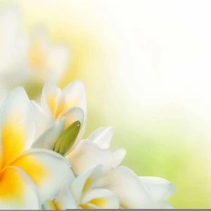 WP00116 Фотообои Verol Фотообои decoline 1х1 м