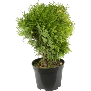 Туя западная «Мириам» 2-3 л 15-25 см 82176354 STLM-2187047