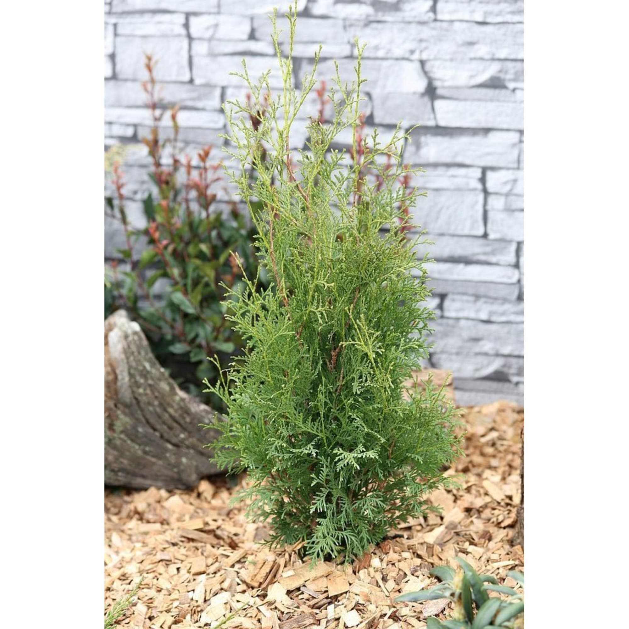 82601637 Туя западная «Малоняна» 9x20 см Santreyd 