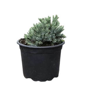 Можжевельник чешуйчатый Блю Стар ø22 h40 см