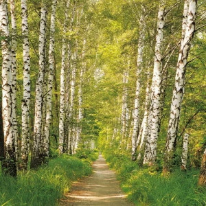 8-301-Birkenwald Фотообои Komar Vol.15 2.54х3.68 м