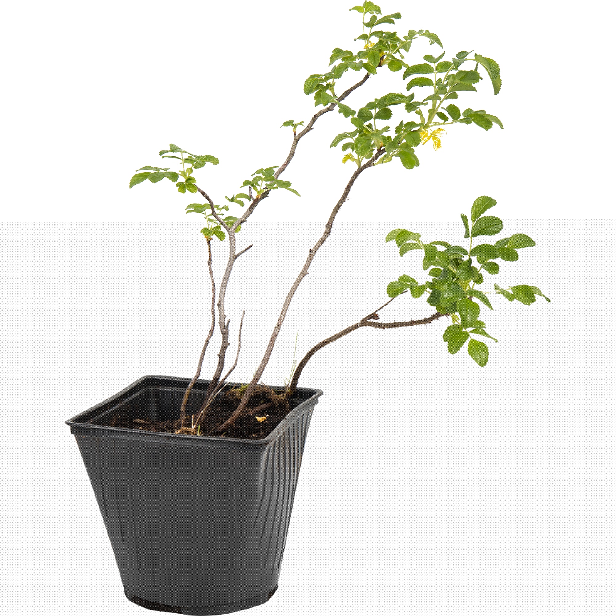 82595266 Шиповник морщинистый «Альба» 15x40 см Santreyd 