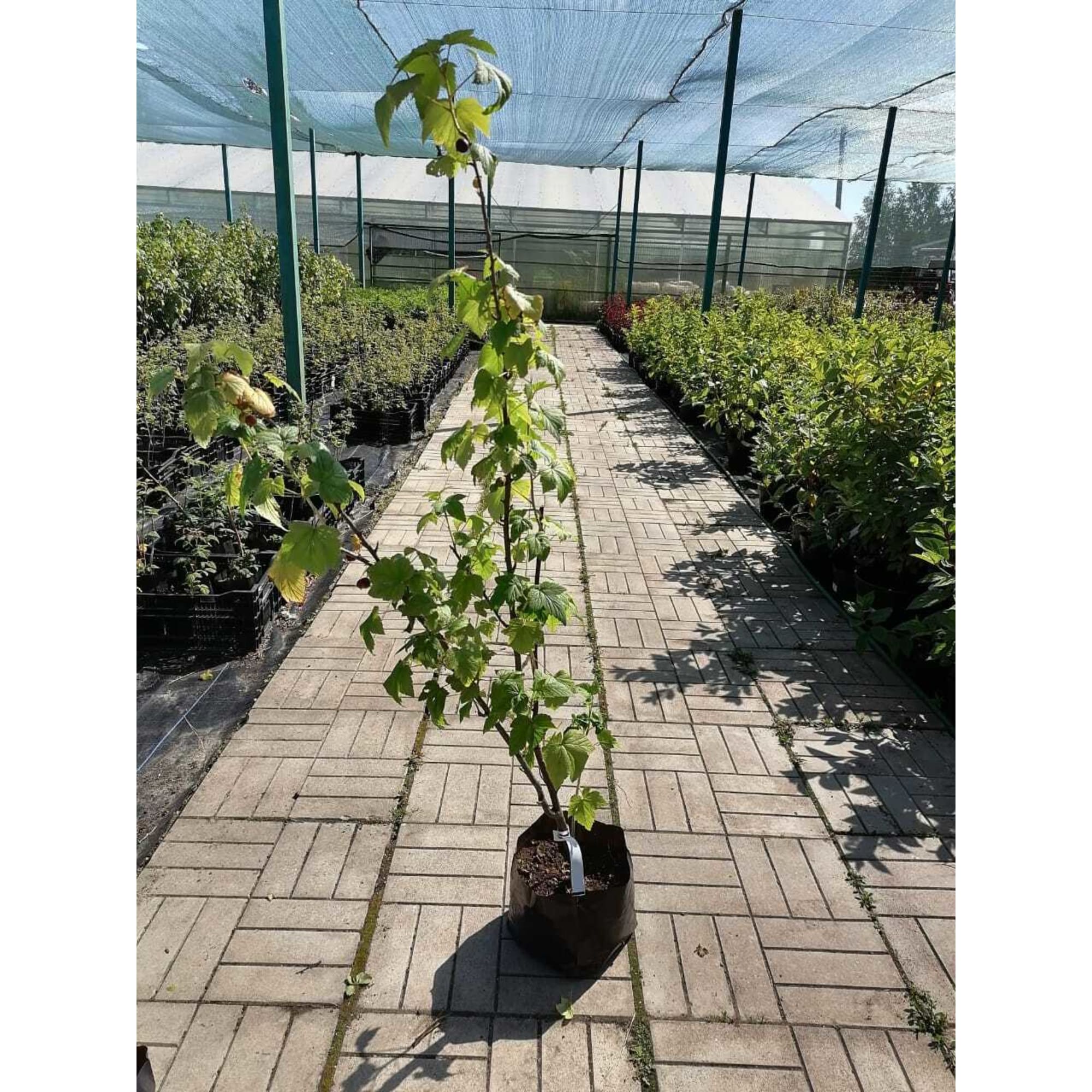 82768127 Саженец Смородина черная 5л Santreyd 