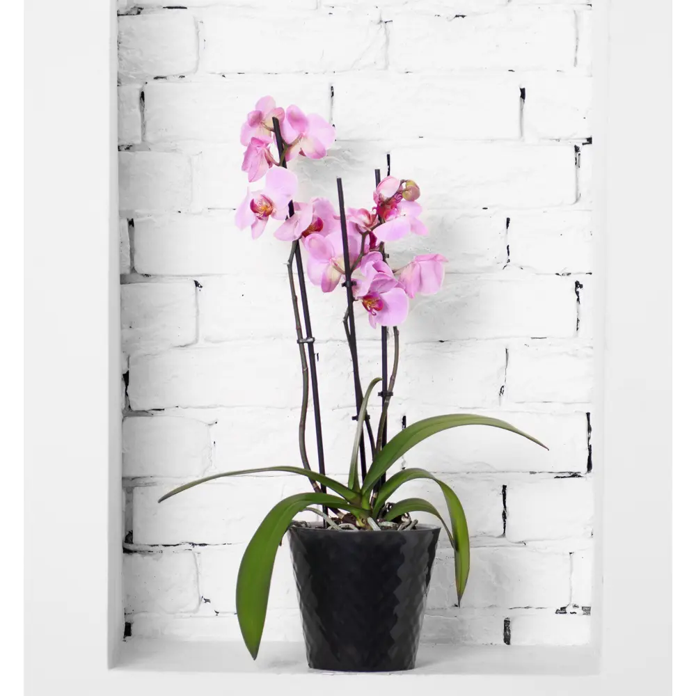 Горшок для цветов Ingreen Manhattan Orchid Ø16 h14.5 см v1.6 л пластик ночная река 89452789 STLM-2028538 - Вид №6