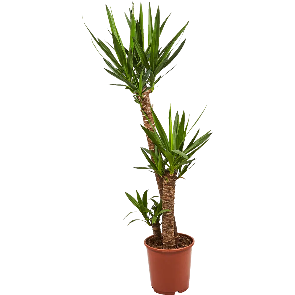 Santreyd Юкка — изящное интерьерное растение с мечевидными листьями 82578563 STLM-0030444