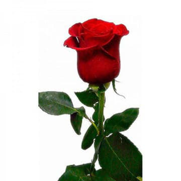 Роза Фридом 60 см Santreyd 25709