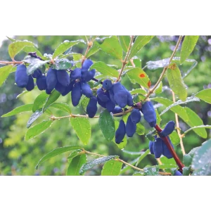 Жимолость Зимородок съедобная голубая h40 см