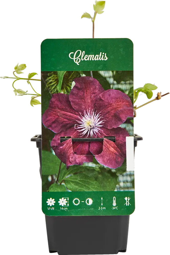 87718416 Клематис микс h15 STLM-0075237
