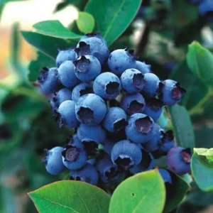 PLANTMARKET Голубика Блюголд - саженец для богатого урожая 84834888